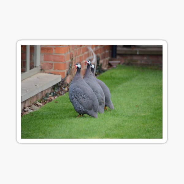 Three Guineas Sticker