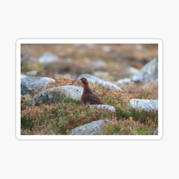 The Red grouse Sticker
