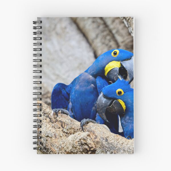 Item preview, Hyacinth Macaws designed and sold by Tristan Barrington Photography.