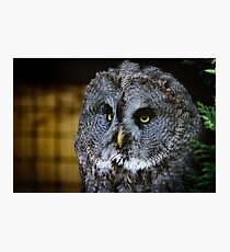 Great grey owl Photographic Print