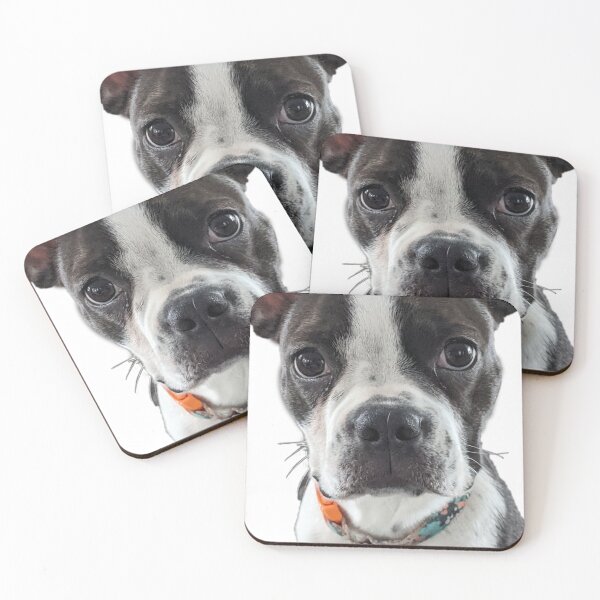 Item preview, DJ the Frenchton puppy - photograph  designed and sold by MazerolleArt.