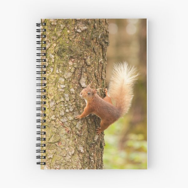 Item preview, red squirrel designed and sold by Jon Lees.