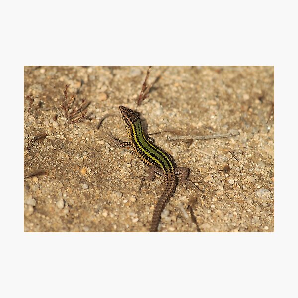 Green Bocage´s Wall lizard Photographic Print