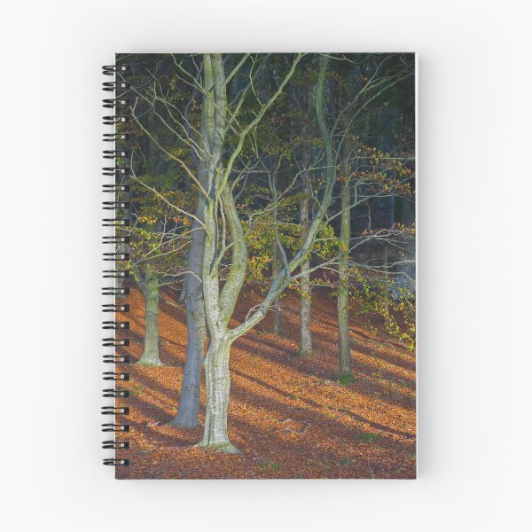 Aperçu de l'œuvre Bois de conte de fées romantique fin d'automne créée et vendue par OBTImaging.