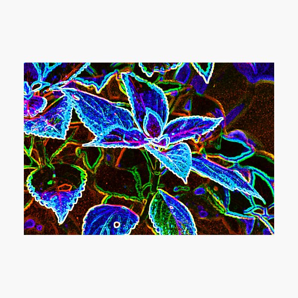 The Effects of Coleus Ingestion Photographic Print
