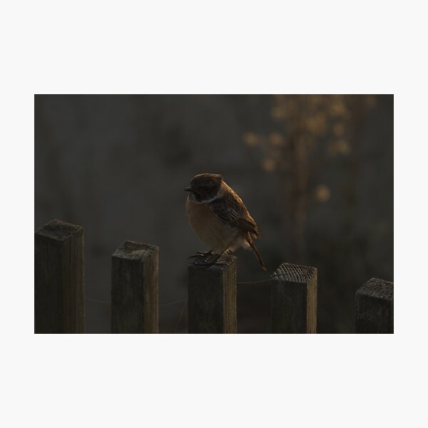 A Stonechat bird during sunset Photographic Print