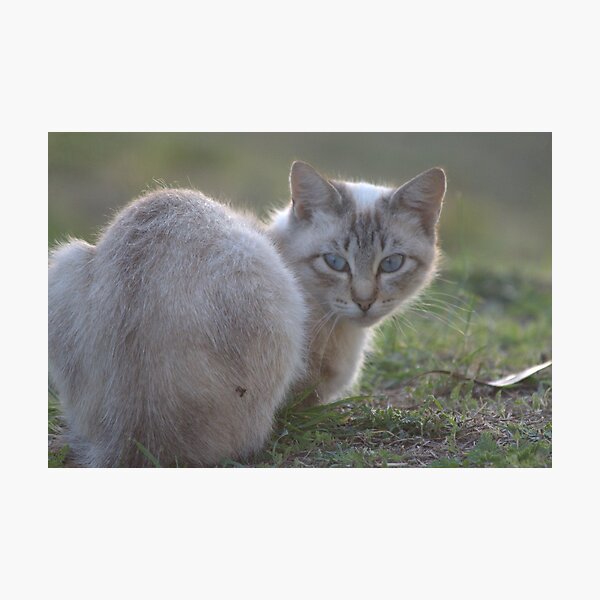 Siamese Cat Photographic Print