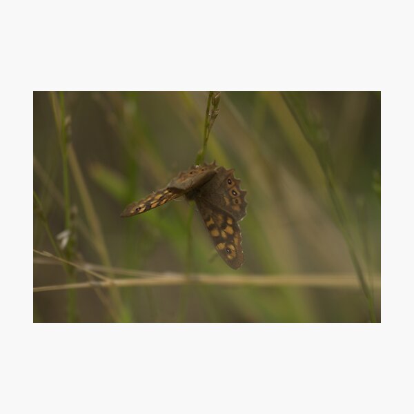 Speckled Wood Butterfly Photographic Print