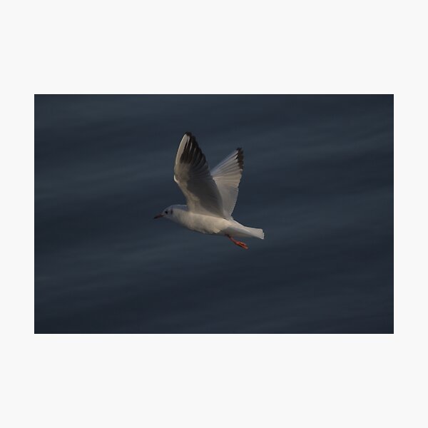 A small flying seagull Photographic Print
