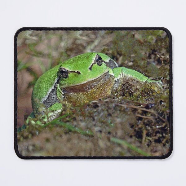 Item preview, r673/  A Kind Frog Palmé -Grenouille verte palmé  " simply life " to Okaio Créations - Olavia-Olao  designed and sold by o.okaïo.