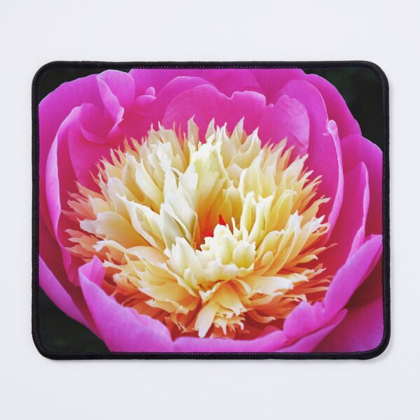 Aperçu de l'œuvre Pivoine Bol De Beauté Surprise créée et vendue par OBTImaging.