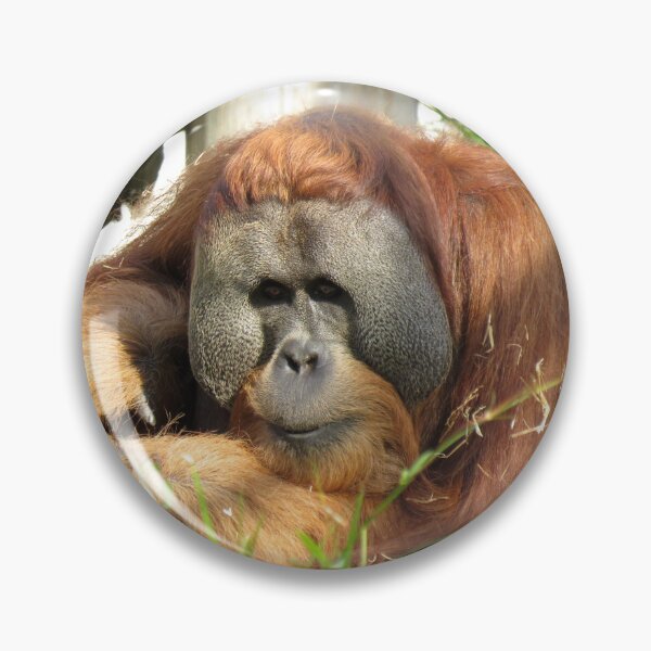 Item preview, Relaxed orangutan designed and sold by greentiger1.