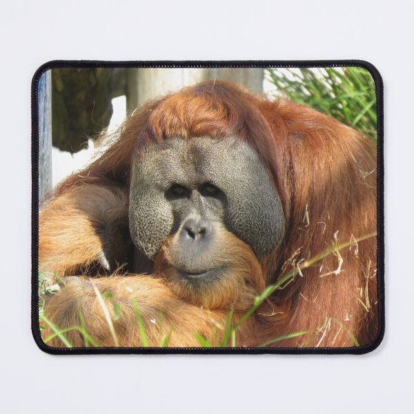 Item preview, Relaxed orangutan designed and sold by greentiger1.