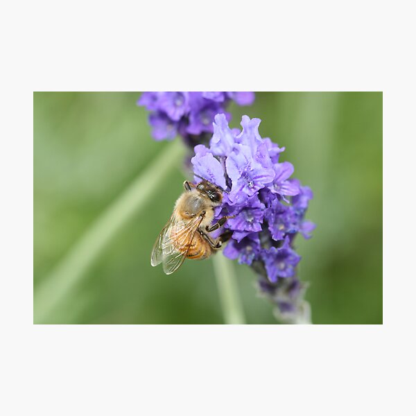 Lavender Honey Photographic Print