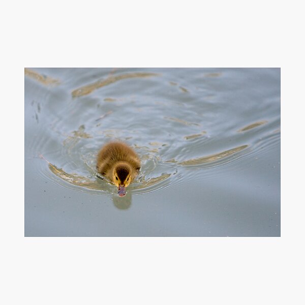 Full Steam Ahead Photographic Print