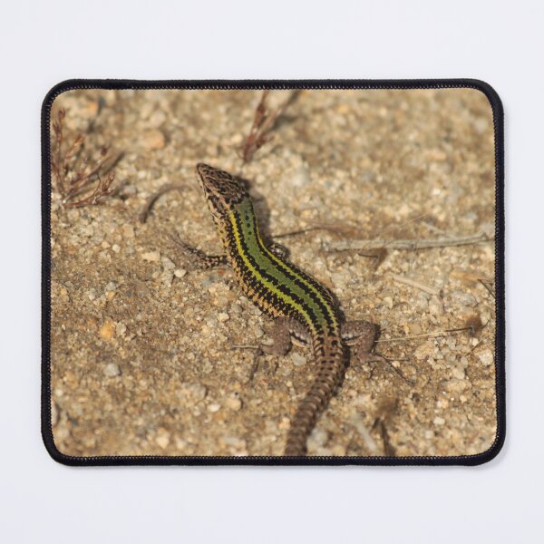 Item preview, Green Bocage´s Wall lizard designed and sold by GhastlyMirr0r.