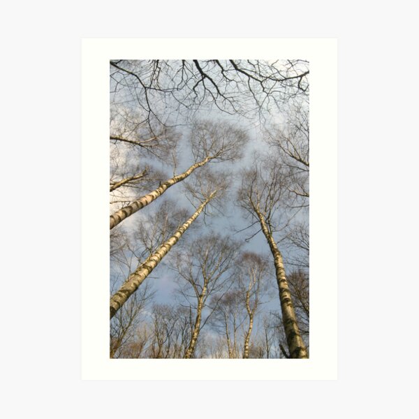 Birch Art Print
