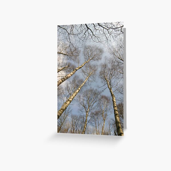 Birch Greeting Card