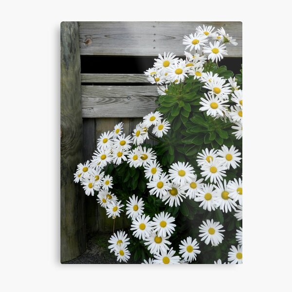 Montauk daisies Metal Print