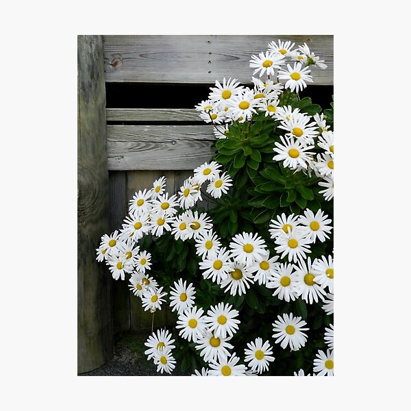 Montauk daisies Photographic Print