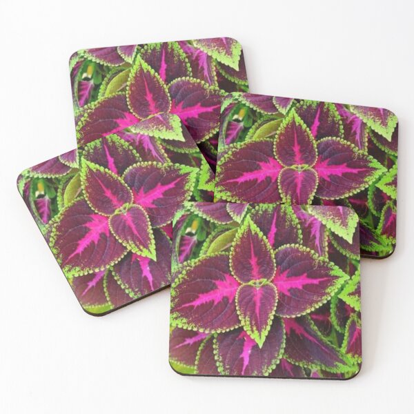 Item preview, Coleus plant flowers. designed and sold by DaliaSabryTee.