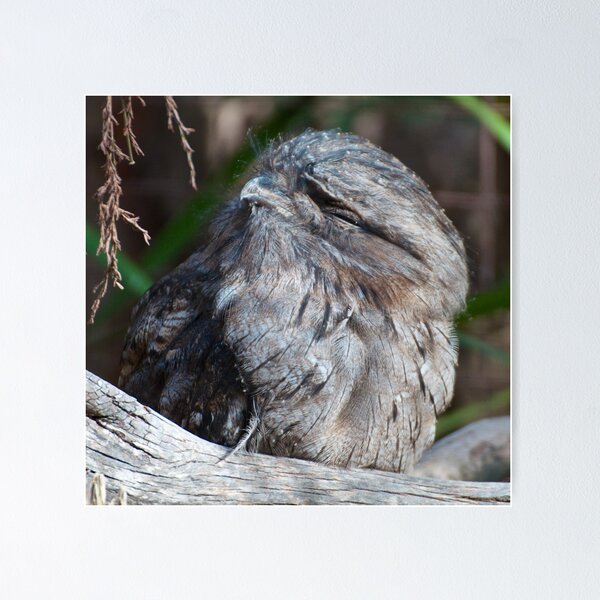 FROGMOUTH ~ Tawny Frogmouth REQZANL9 by David Irwin Poster