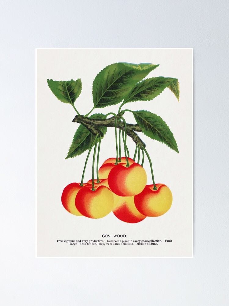 Cherry Print, Cherry Poster, Cherries Print, Kitchen Wall Decor