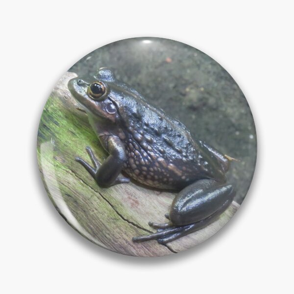 Item preview, Southern bell frog designed and sold by greentiger1.