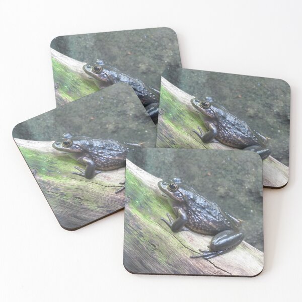 Item preview, Southern bell frog designed and sold by greentiger1.