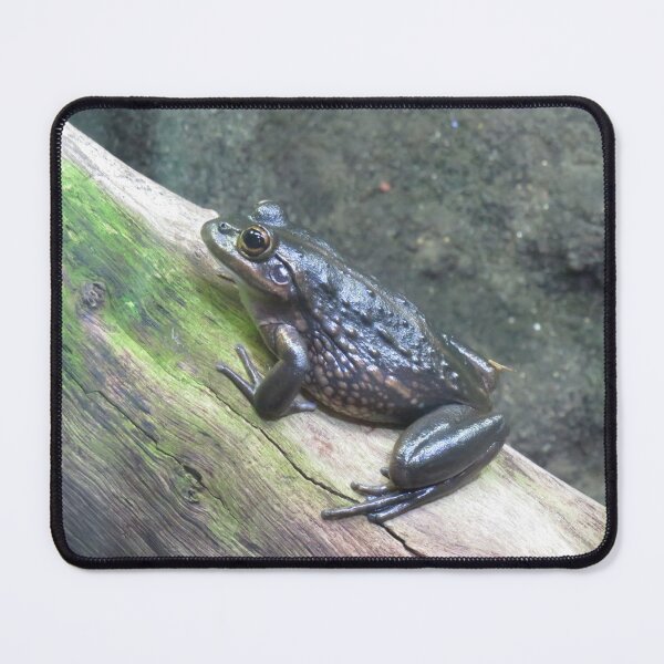Item preview, Southern bell frog designed and sold by greentiger1.
