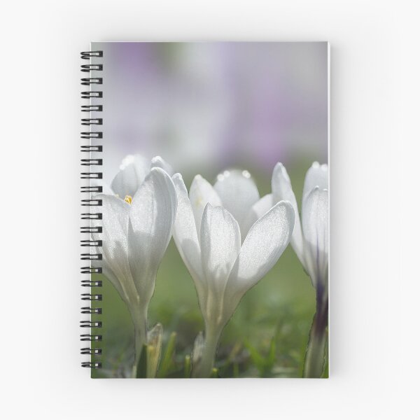 Item preview, White Crocus Trio designed and sold by Alisonchambers2.