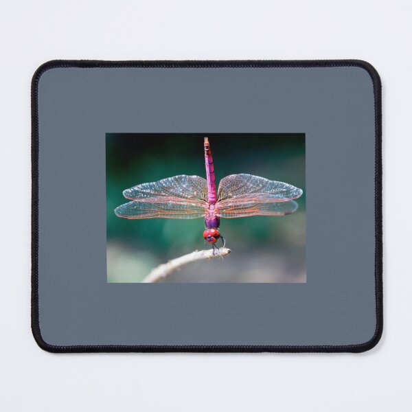 Item preview, Best dragonfly designed and sold by MagicNatureds.