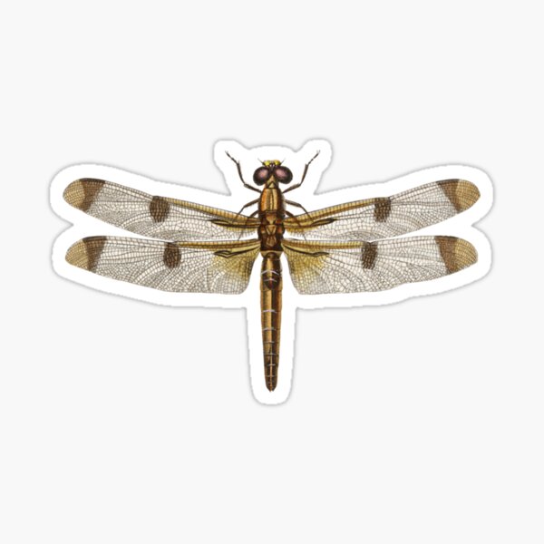 Best Dragonfly Stickers for Sale