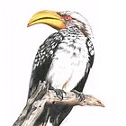 «Cálao de pico amarillo, Zimbabwe, África» de skidgelstudios