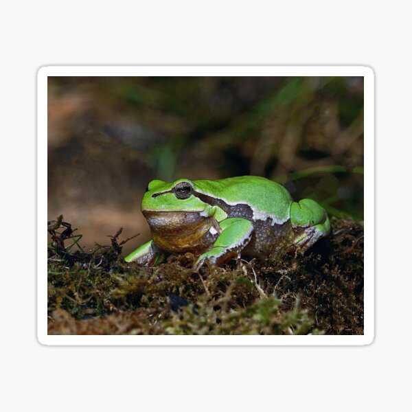 Vista previa del artículo con la obra «r672/  A Kind Frog Palmé -Grenouille verte palmé  " simply life " to Okaio Créations - Olavia-Olao », diseñado y vendido por o.okaïo.