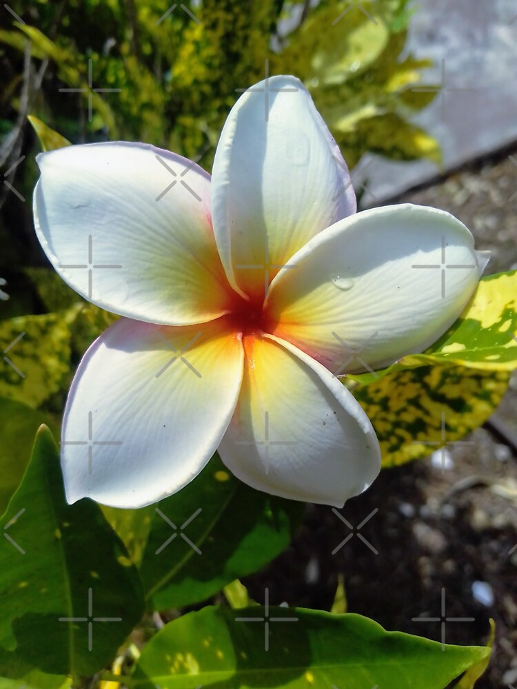 "GUAM PLUMERIA FLOWER, FMG6966" Sticker for Sale by FMG6966 Redbubble