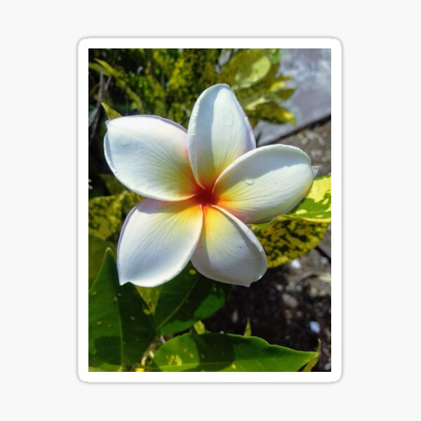 "GUAM PLUMERIA FLOWER, FMG6966" Sticker for Sale by FMG6966 Redbubble