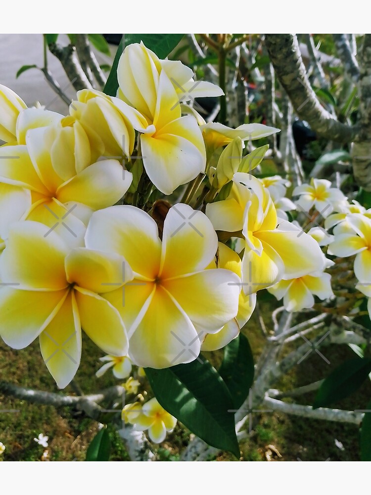 "GUAM, PLUMERIA, FLOWER, FMG6966" Poster for Sale by FMG6966 Redbubble