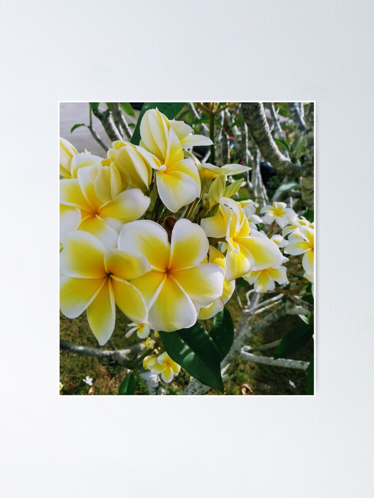 "GUAM, PLUMERIA, FLOWER, FMG6966" Poster for Sale by FMG6966 Redbubble