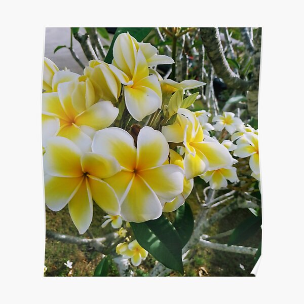 "GUAM, PLUMERIA, FLOWER, FMG6966" Poster for Sale by FMG6966 Redbubble