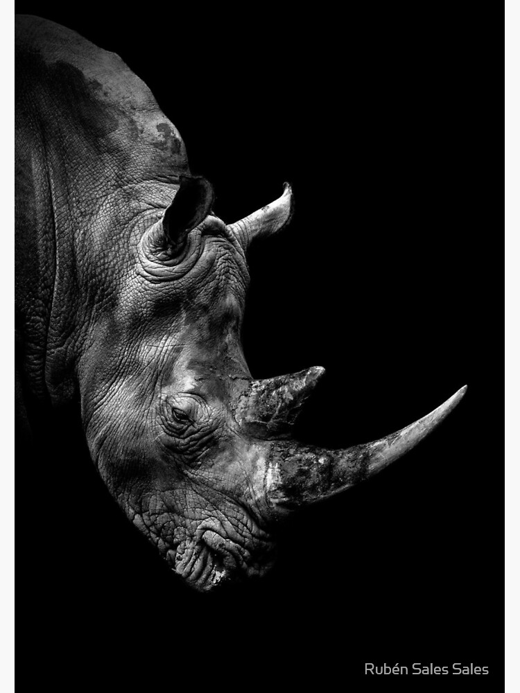 "black and white rhino" Sticker by rubensales Redbubble