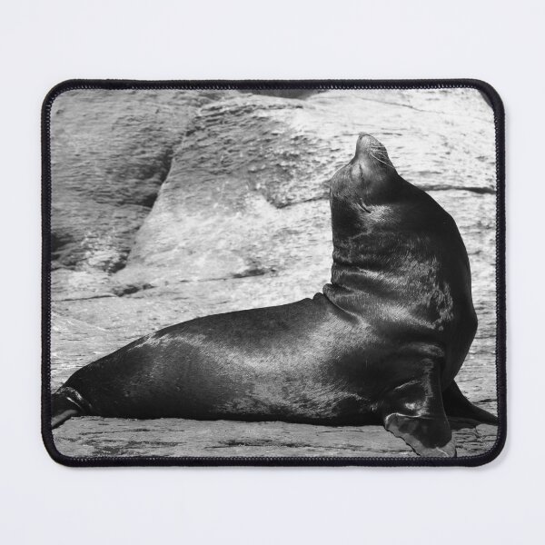 Item preview, California Sea Lion in Loreto Mexico designed and sold by Nola Lee Kelsey.