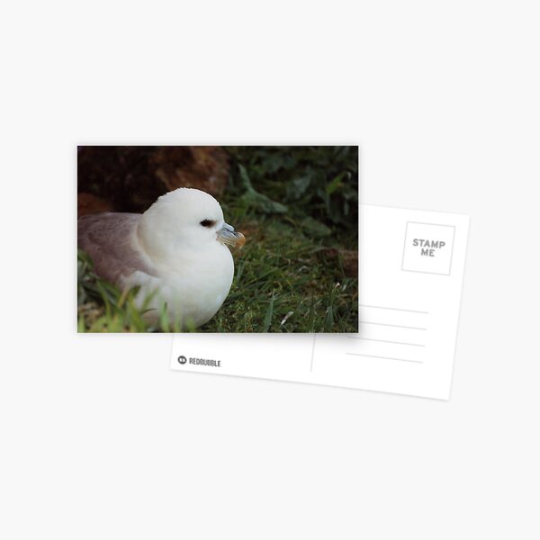 Item preview, Fulmar designed and sold by Fiona MacNab.