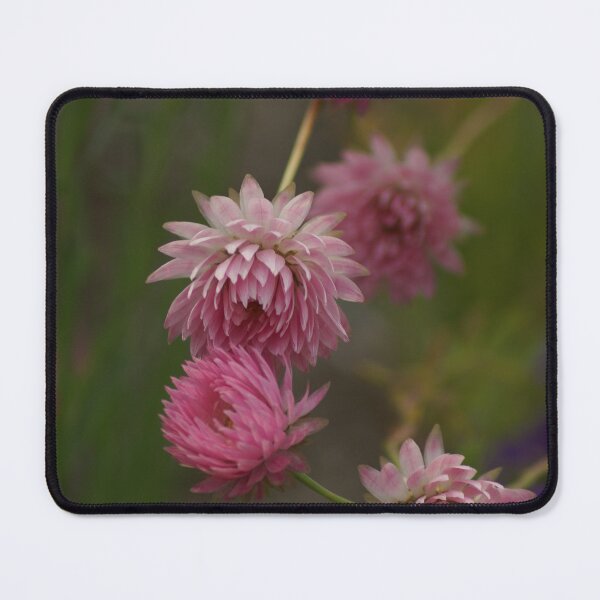 Item preview, Strawflower designed and sold by dianara-lunae.