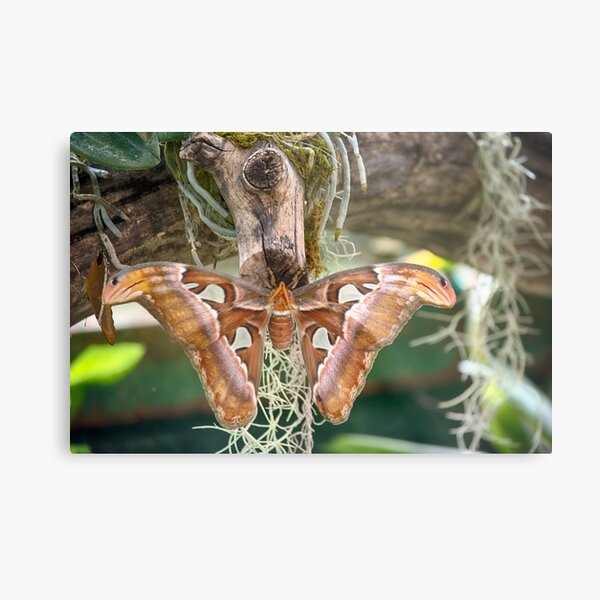 African Butterfly Metal Print