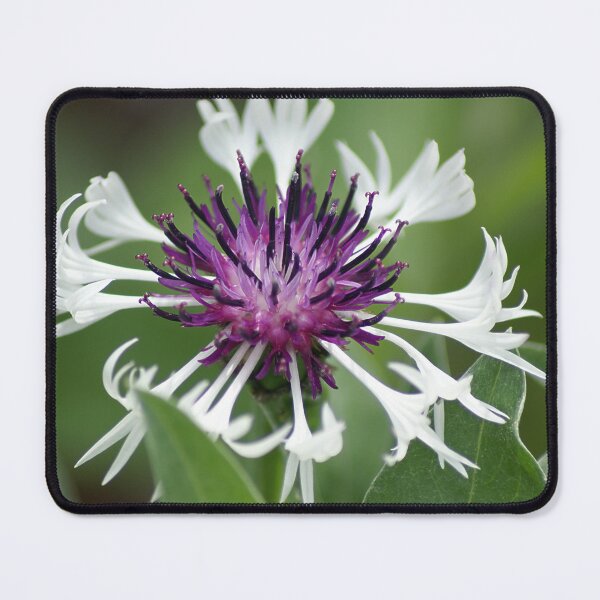 Item preview, Cornflower designed and sold by dianara-lunae.