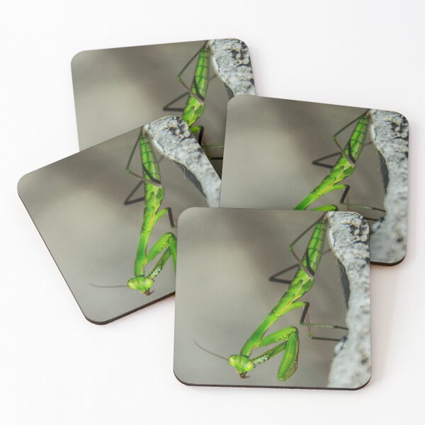 Item preview, Praying mantis washing up designed and sold by hugobraun.