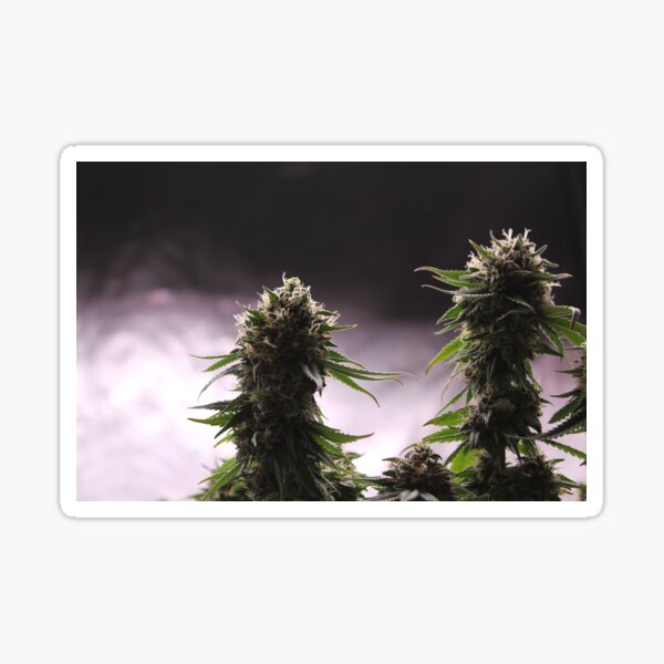 fresh cannabis colas Sticker