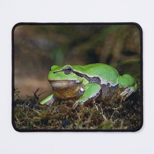 Item preview, r672/ A Kind Frog Palmé -Grenouille verte palmé " simply life " to Okaio Créations - Olavia-Olao designed and sold by o.okaïo.