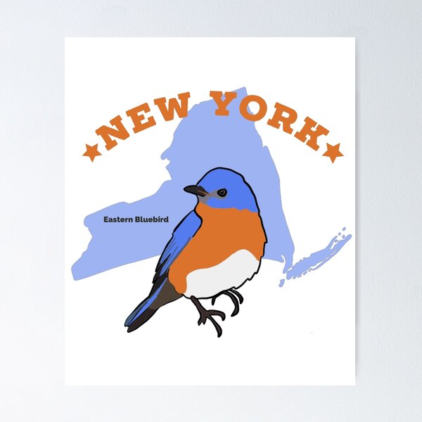 New York Eastern Bluebird - 50 State Birds
